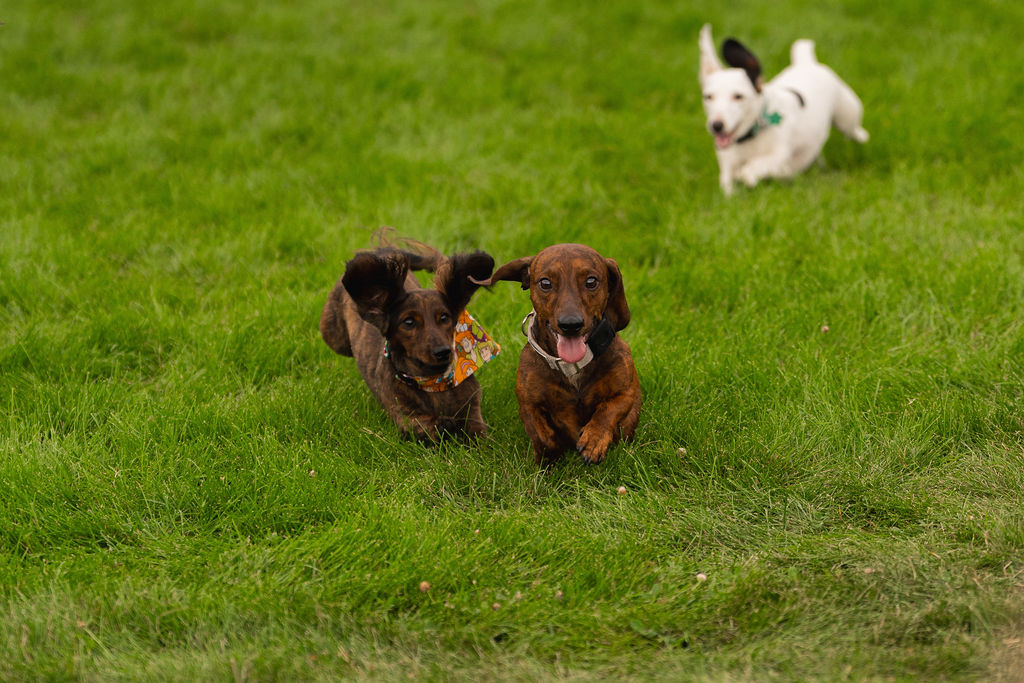 Wiener Dog Races - Royal Gorge Whitewater Festival